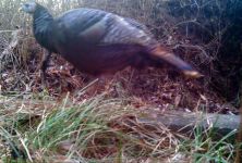 Female wild turkey, Unexpected Wildlife Refuge trail camera photo