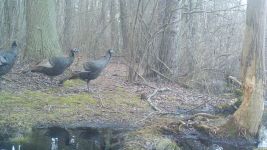 Wild turkeys near Bluebird Trail, Unexpected Wildlife Refuge trail camera photo