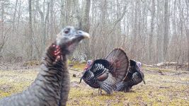 Wild turkeys via Unexpected Wildlife Refuge trail camera