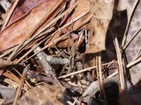 Wolf spider along main trail, Unexpected Wildlife Refuge photo