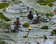 Wood duck babies in main pond, Unexpected Wildlife Refuge photo
