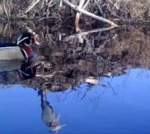 Wood duck and great blue heron reflection, Unexpected Wildlife Refuge photo