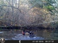 Wood ducks, Unexpected Wildlife Refuge trail camera photo