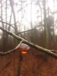 Wood ear fungus and raindrop, Unexpected Wildlife Refuge photo