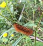 'Woolly bear' caterpillar, Unexpected Wildlife Refuge photo