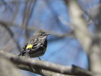 Yellow-rumped warbler, Unexpected Wildlife Refuge photo