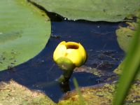 Yellow water lily flowering in main pond, Unexpected Wildlife Refuge photo